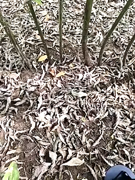 JAZZYS8 online show from 10.01.25