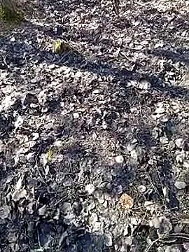 Snapshot of DawidSpandel chatting on 03.16.25 DawidSpandel online show from 03.16.25