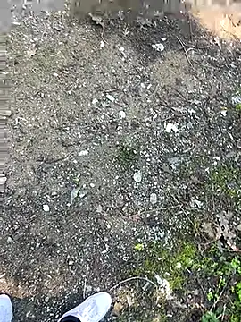 cihan 4141 online show from 10.20.25