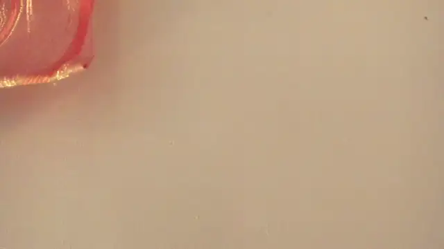 violet taylor  online show from 07.02.26