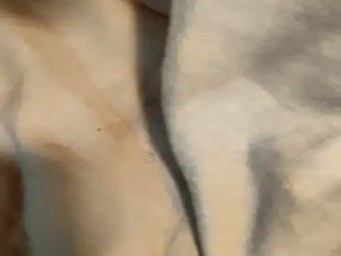 Pollagorda 34877 online show from 11.19.25