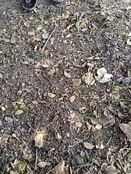 Telugu person12 online show from 01.14.26