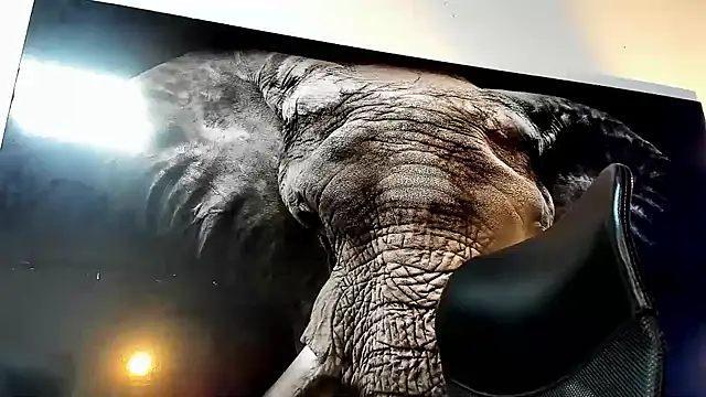 king falconer online show from 11.22.25