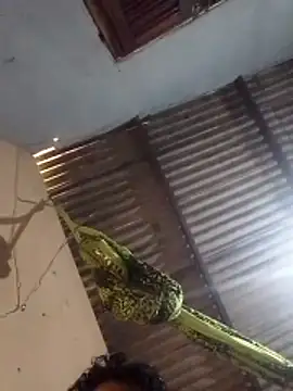 mayevviaqui online show from 03.11.26