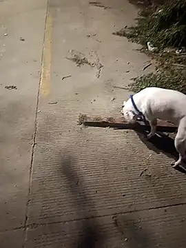 Snapshot of Frank0021 chatting on 12.14.25 Frank0021 online show from 12.14.25