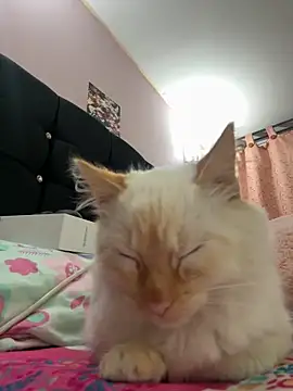 Snapshot of saranghae_ chatting on 11.11.25 saranghae online show from 11.11.25