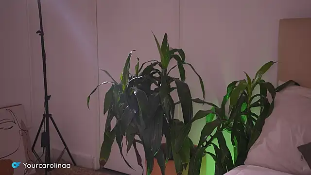 Carolart  online show from 01.06.26