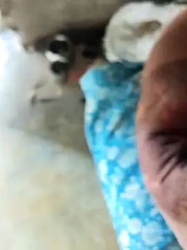 Snapshot of INTERNATIONAL0001 chatting on 12.03.25 INTERNATIONAL0001 online show from 12.03.25