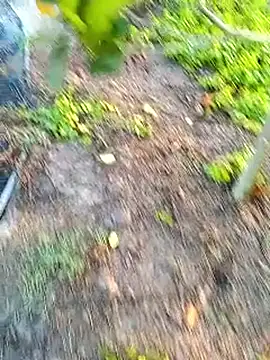 traidamasia online show from 03.18.26