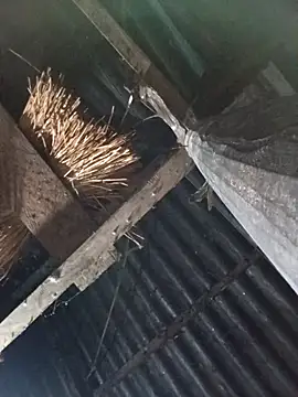  Helala  online show from 10.17.25