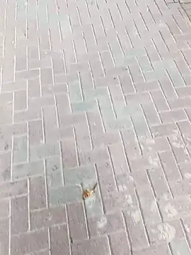 king godgm online show from 11.24.25