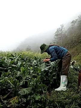 ngan-cute online show from 03.12.26