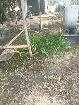 sima024 online show from 11.11.25