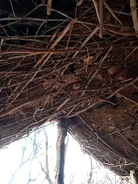 Janvi Jaitly online show from 12.05.25