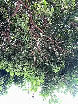 Boy hot- online show from 02.20.26