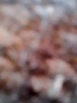 Rs sonam online show from 02.06.26