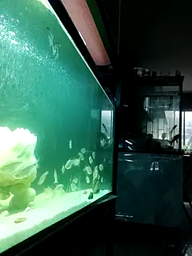 kata 77 online show from 10.04.25