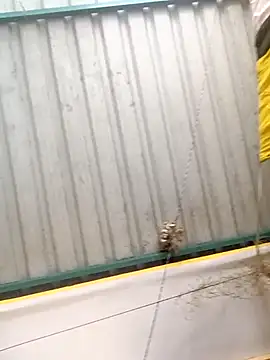 Snapshot of harinisree chatting on 10.31.25 harinisree online show from 10.31.25