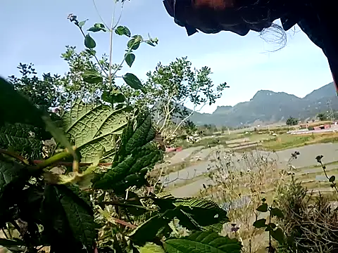 nui-show online show from 11.07.25