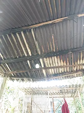 Snapshot of Squirrel-Pear chatting on 11.20.25 Squirrel-Pear online show from 11.20.25