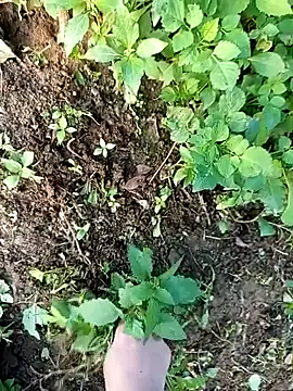 Fish yellow online show from 12.14.25