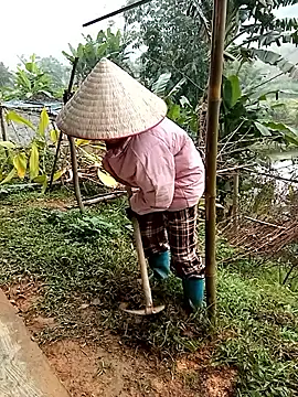 Fish yellow online show from 12.17.25