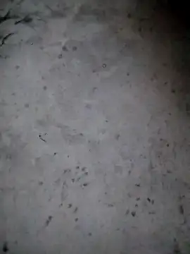 rickkis2k online show from 01.15.26