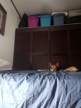 elargon dawn online show from 11.20.25