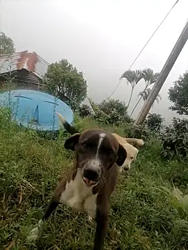 Ckinetor online show from 01.11.26