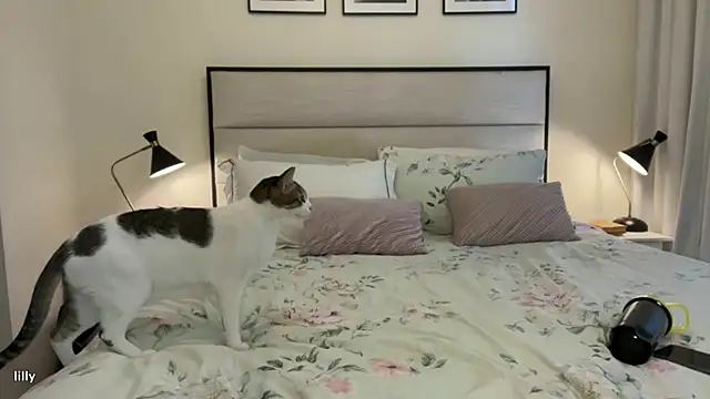 Snapshot of Itslillybloom chatting on 11.14.25 Itslillybloom online show from 11.14.25