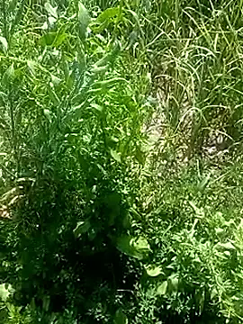 Sunenabhabh online show from 03.04.26