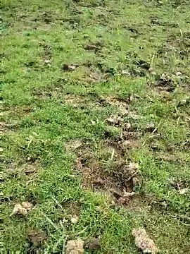 88zaifkhan88 online show from 03.15.26