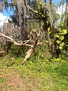 Snapshot of kaiya28 chatting on 01.07.26 kaiya28 online show from 01.07.26