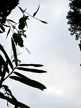 little-effy online show from 01.17.26