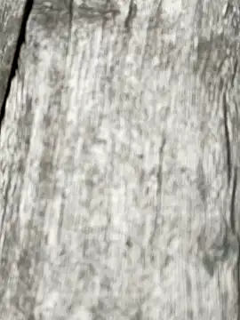 arman  sarkar online show from 12.21.25