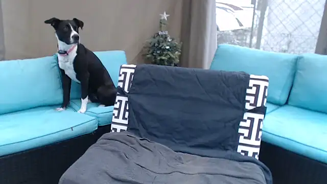 mspatience online show from 03.06.26