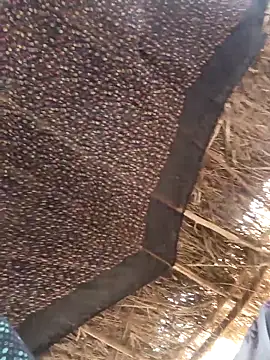 lodhi8080 online show from 03.05.26