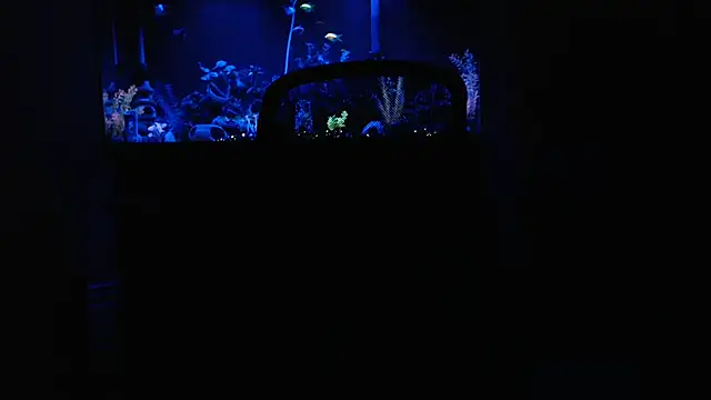 EspanolVato online show from 02.15.26