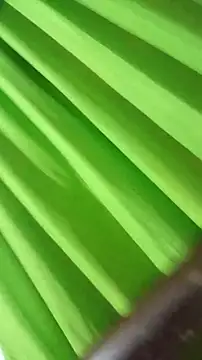 saray reesee online show from 02.28.26