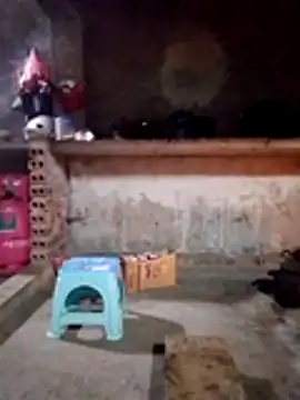 cdyyds-69 online show from 01.15.26