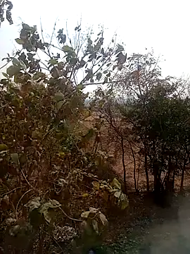 DesiPlayboy09 online show from 02.22.26