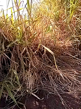 negrim10 online show from 06.07.26