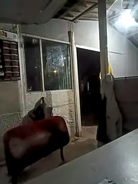 ISABELLA-24  online show from 03.11.26