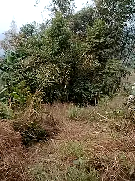 sushi-asa online show from 02.24.26