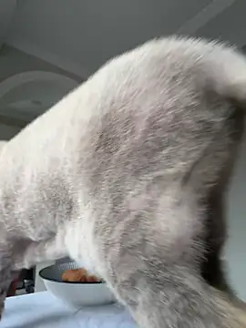 Tatar Vesna online show from 03.07.26