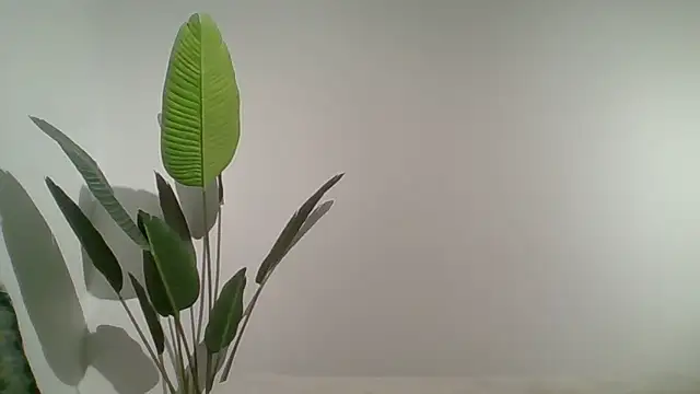 Couple qc online show from 05.25.26