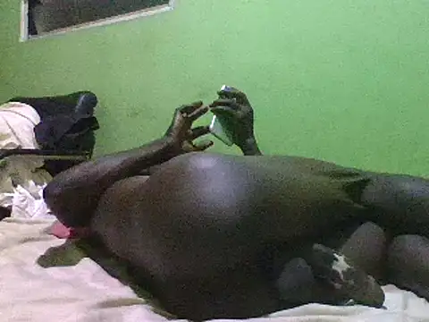 blakkvirus online show from 12.15.24