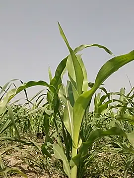 ThethunderPo online show from 03.02.26