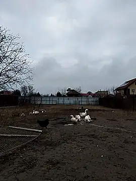 Snapshot of sarpe4 chatting on 12.23.25 sarpe4 online show from 12.23.25