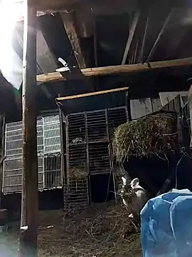 Snapshot of sarpe4 chatting on 02.08.26 sarpe4 online show from 02.08.26